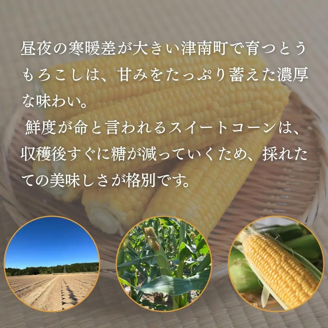 スイートコーン 2Lサイズ 10本入 雪室予冷 | 津南町 とうもろこし
