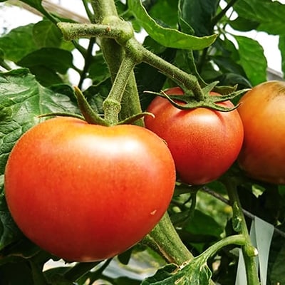 【糖度8度以上】あま〜いトマト「トマ王 潮」(約300g×5袋)【配送不可地域：離島】【1087105】