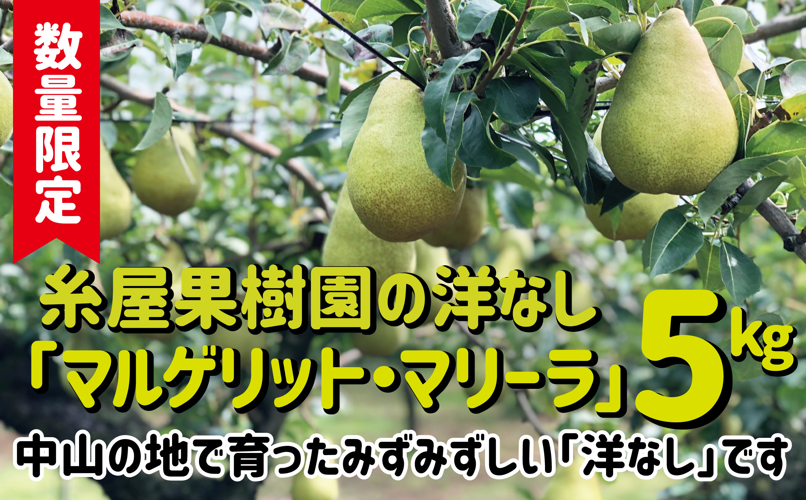 
            【数量限定・予約受付】糸屋さんちの「洋なし（マルゲリット・マリーラ）」５kg 65P3403　/ 梨 ナシ なし 洋ナシ 洋梨 洋なし 果物 くだもの フルーツ  東北 秋田 大館 中山 中山地区 マルゲリットマリーラ マルゲリット・マリーラ マルケット
          