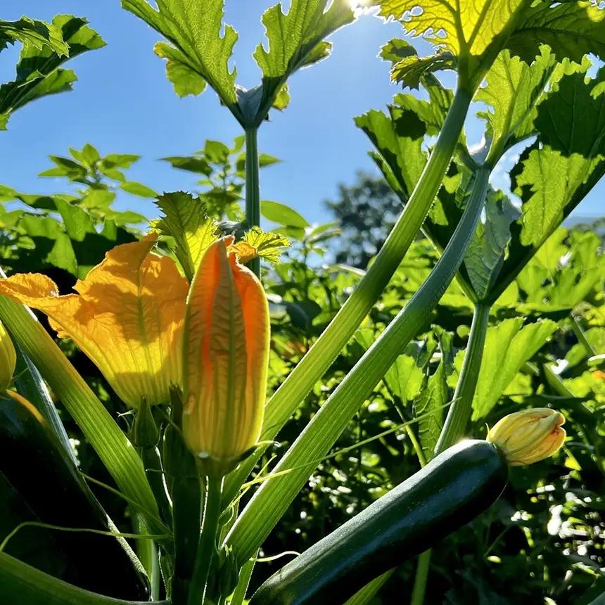 木島平産ズッキーニ 約2kg（太地農園） | 野菜 夏野菜 やさい ベジタブル vegetable  ズッキーニ ウリ科 カボチャ属 ラタトゥイユ 冷製 煮込み料理 焼き野菜 ゆで野菜 BBQ 2kg