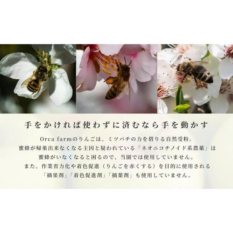 りんご ぐんま名月 家庭用 10kg りんご