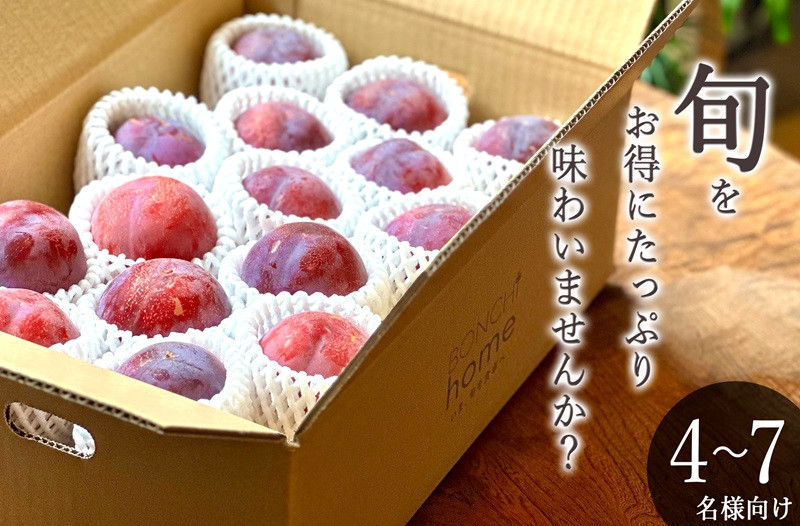 
            甲州市産 訳あり貴陽 約3kg 自然農法【2025年発送】（BNC）C9-492 【貴陽 スモモ 令和7年発送 期間限定 山梨県産 甲州市 フルーツ 果物】
          