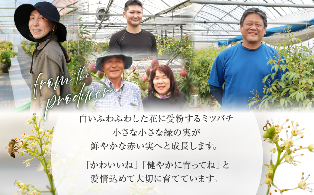 先行予約 数量限定 希少 国産 綾 生ライチ 1箱（化粧箱入り）果物 フルーツ くだもの 国産ライチ 2027年 トロピカルフルーツ 南国フルーツ 冷蔵 ジューシー 高級 デザート ギフト 贈り物 プ