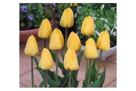 【期間限定】チューリップ球根（特大球） 70球入 新潟県花卉球根農業協同組合