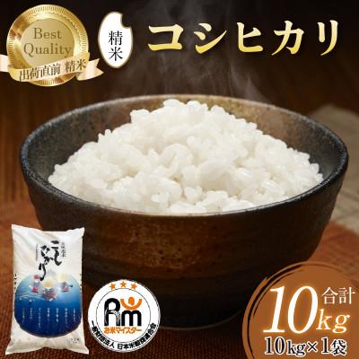 ふるさと納税 あわら市 【令和7年産】コシヒカリ 精米 10kg×1袋 《お米マイスターが発送直前に精米!》