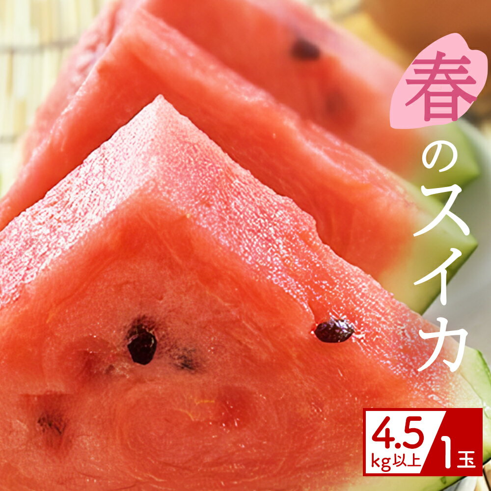 【ふるさと納税】 【（有）今帰仁すいか】春のスイカ　4.5kg【2026年3月下旬～5月頃発送】