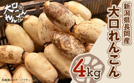 
            75T-02【大口れんこん】新潟県長岡産レンコン4kg
          