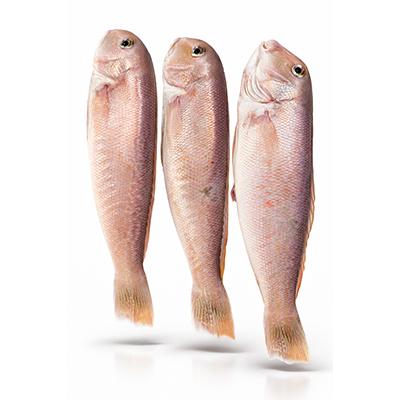 ふるさと納税 八幡浜市 【高級魚】宇和海産　甘鯛の開き|魚屋が自宅用に選ぶ味|八幡浜　有田鮮魚店　【D93-2】 |  | 03