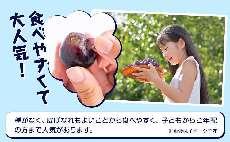 【2025年先行予約】岡山県産 ピオーネ 2房 約500ｇ×2 晴れの国 晴れの国 おかやま館(フルーツランド岡山)《2025年7月中旬-9月中旬頃出荷》岡山県 浅口市 マスカット ぶどう 葡萄 果物