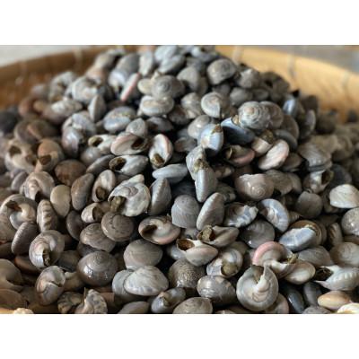 ふるさと納税 旭市 九十九里産!釜茹で「ながらみ」2kg(1kg×2P) |  | 01