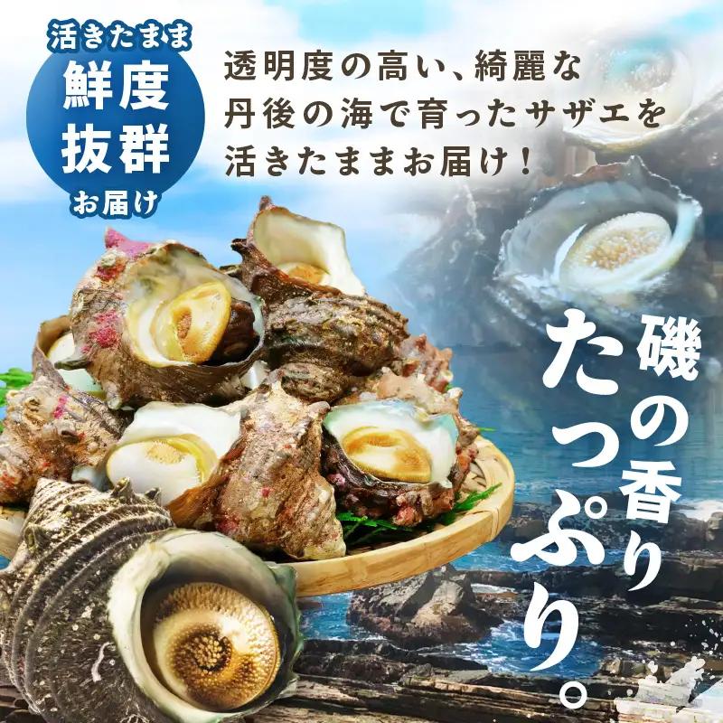 京丹後産さざえ1kg！活けサザエ