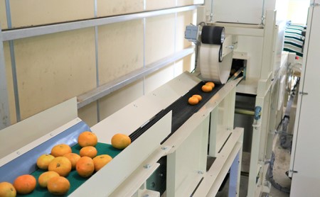 【2025年10月下旬より順次発送】三ヶ日みかん(極早生5kg)光センサー選果 デザート 食後 おやつ こだわりマルチ栽培 糖度 10.5 以上 箱詰め 混載 濃厚 冬の味覚 静岡県産 産地直送 ビタ