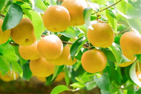 【先行予約】甘～ぃ！ジューシー！！晩生梨の代表 京丹後産 新興梨 5kg（9～13玉）（2025年10月中旬～発送）