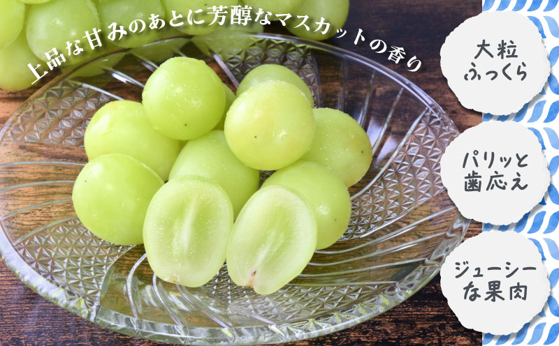 シャインマスカット1.3kg　（粒）