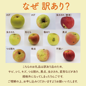 【先行予約】【訳あり】樹上完熟の奥久慈りんご「サンふじ」約5kg（12～23玉）【2025年11月上旬頃発送予定】不揃い 規格外 傷あり 色むら 家庭用｜斉藤りんご園第2直売所 茨城県 大子町 林檎 
