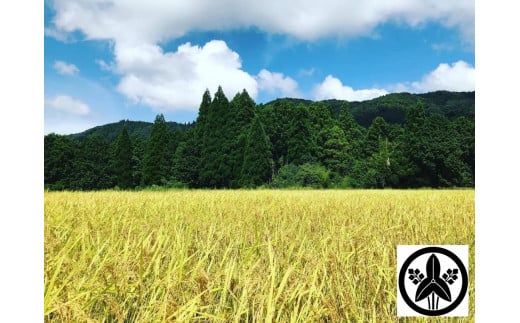 令和7年産 コシヒカリ 10kg 白米 【 京都 綾部 奥京都 米 コシヒカリ こしひかり お米 10キロ 精米 白米 こめ 米 農家直送 】