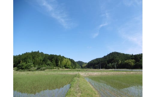 【令和7年産】先行予約 新米 コシヒカリ 10㎏ ( 5kg ×2 )　NE-02-01　