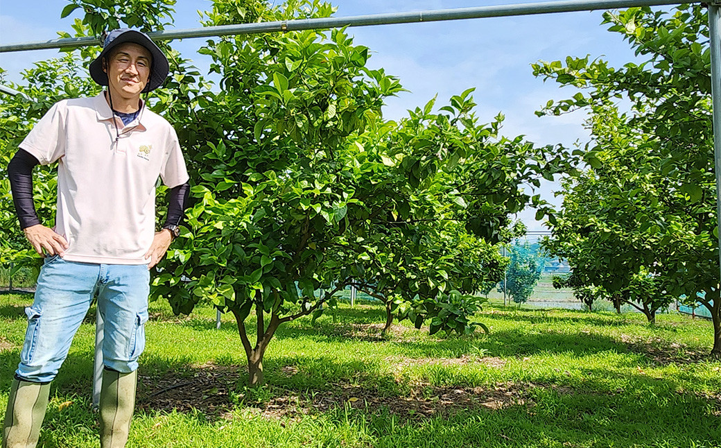 国産グリーンレモン 2kg｜フルーツ 果物 グリーンレモン レモン 柑橘 れもん 檸檬 国産 静岡県 菊川市