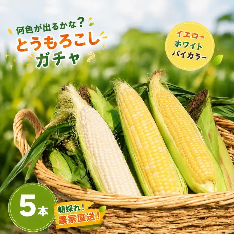 【先行予約】（2026年11月~順次発送）【とうもろこし】 5本 ( イエロー 、 ホワイト 、 バイカラー からランダム) 高知県産 とうもろこし