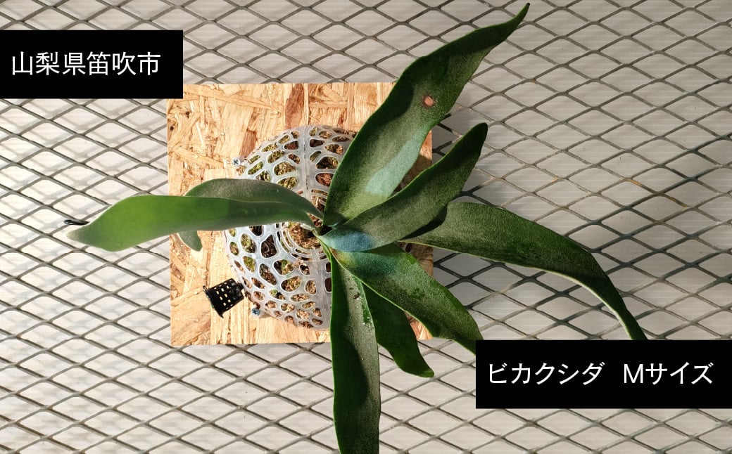 
            ビカクシダ  Mサイズ 【3月～11月発送】 232-002 ふるさと納税 ヒガクシダ 植物 観葉植物 インテリア
          