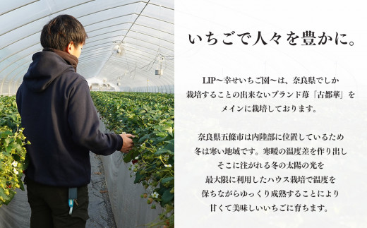 甘くて高級 奈良県産ブランド「 古都華 （ ことか ）」 4パック （約 1080g ）| フルーツ くだもの 果物 いちご イチゴ ことか コトカ 古都華 高糖度 旬 2月 3月 4月 5月 順次発送 LIP～幸せいちご園～ 産地直送 農家直送 お取り寄せ 送料無料 グルメ フレッシュ 果実 新鮮 ブランド苺 ストロベリー 冷蔵 糖度 減農薬栽培 濃厚 贅沢 奈良県 五條市