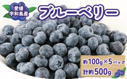 ブルーベリー 大粒 500g マスタニ農園 ハウス栽培 生ブルーベリー  美味しい 100g×5パック 小分け パック 生 ベリー 果物 フルーツ デザート スイーツ ポリフェノール 果物 冷蔵 農家直送 産地直送 数量限定 国産 愛媛 宇和島 F014-136001