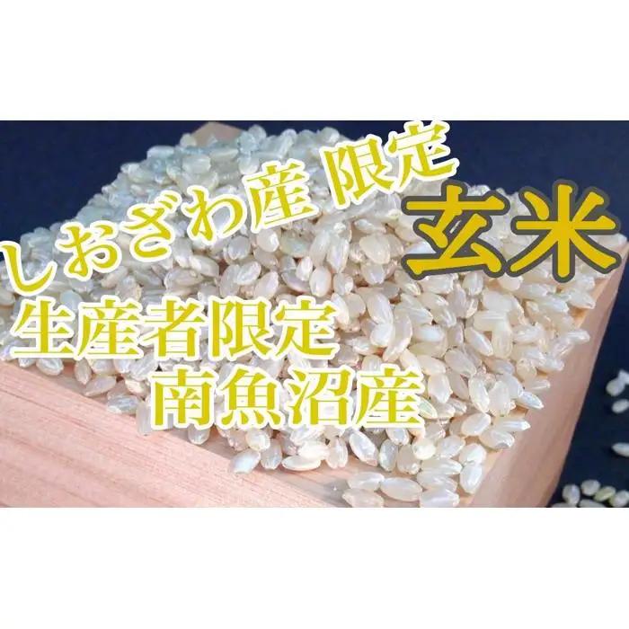 【令和7年】【定期便10kg×12ヶ月】玄米 しおざわ産限定 生産者限定 南魚沼産コシヒカリ｜玄米