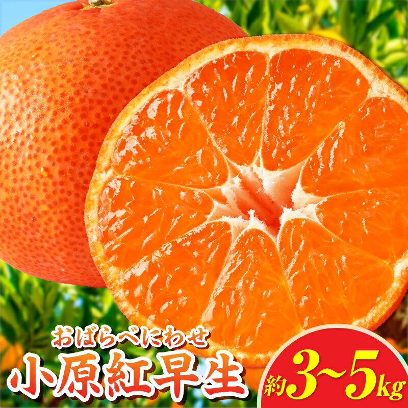 【ふるさと納税】【選べる内容量】小原紅早生みかん 約3～5kg【香川県共通返礼品】 小原紅早生 甘い みかん ミカン 柑橘 柑橘系 果物 フルーツ 青果 デザート グルメ おすすめ 贈答 贈り物 贈答用 ギフト プレゼント 特産品 特産 取り寄せ ふるさと 果汁 人気 香川県 三木町