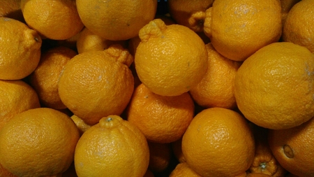 先行予約 不知火 4kg サイズ不選別 果物 くだもの フルーツ 2026年1月下旬～2月下旬発送予定 柑橘 デコポンと同品種 デコポンの品種名が不知火 デコポンR デコポンはJA熊本果実連の登録商標