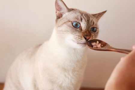 a10-956　ねこのかつおくん 8パック セット