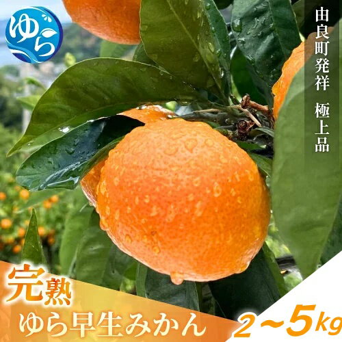 【ふるさと納税】 ゆら早生 完熟 / 早生 極早生 温州みかん 和歌山 由良町 甘い 2kg 3kg 5kg ※ 2026年11月上旬頃から11月中旬頃に順次発送予定