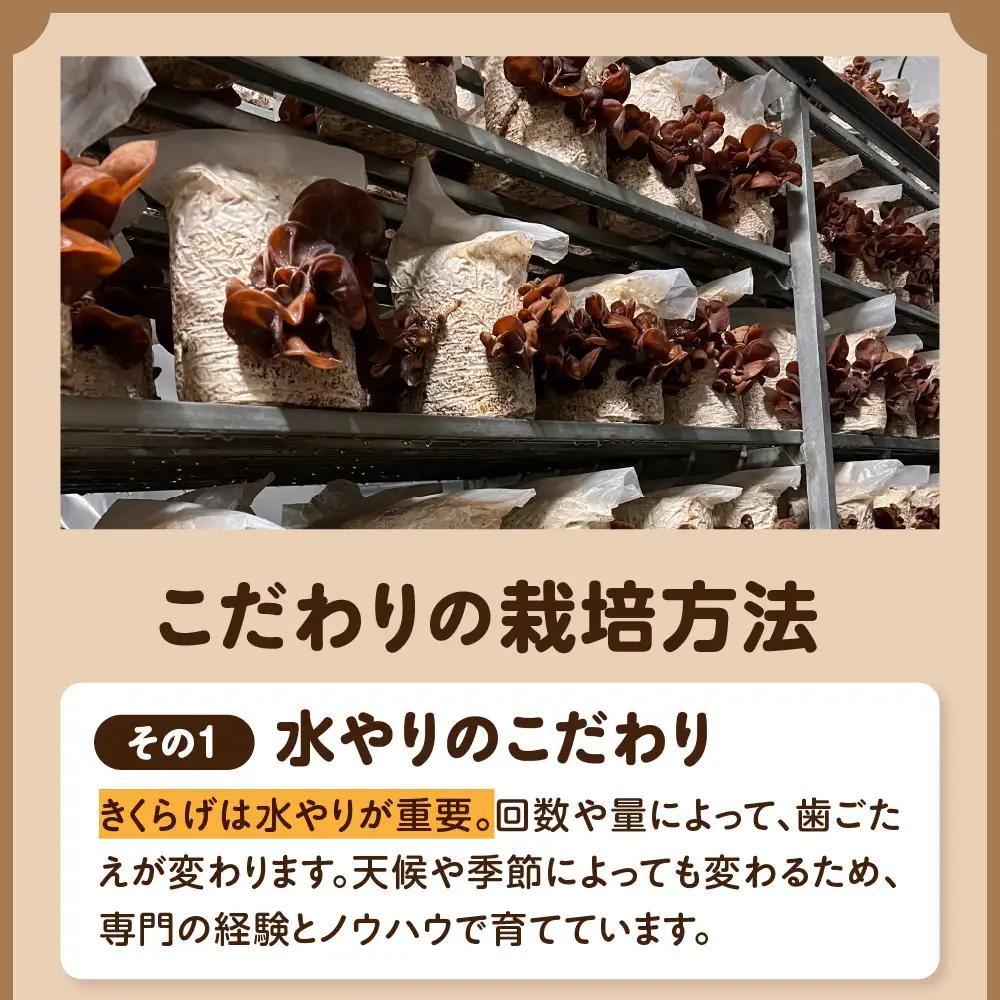 きくらげ 1kg (500g×2袋) 国産生キクラゲ木耳青森県五所川原市