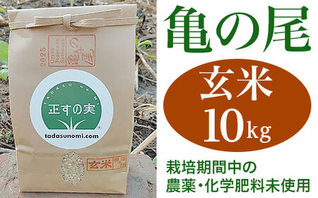 亀の尾 10kg 玄米 自然なお米 Oryza Jozucana Satonaya 新潟県胎内市城塚産 未検査米【正すの実】