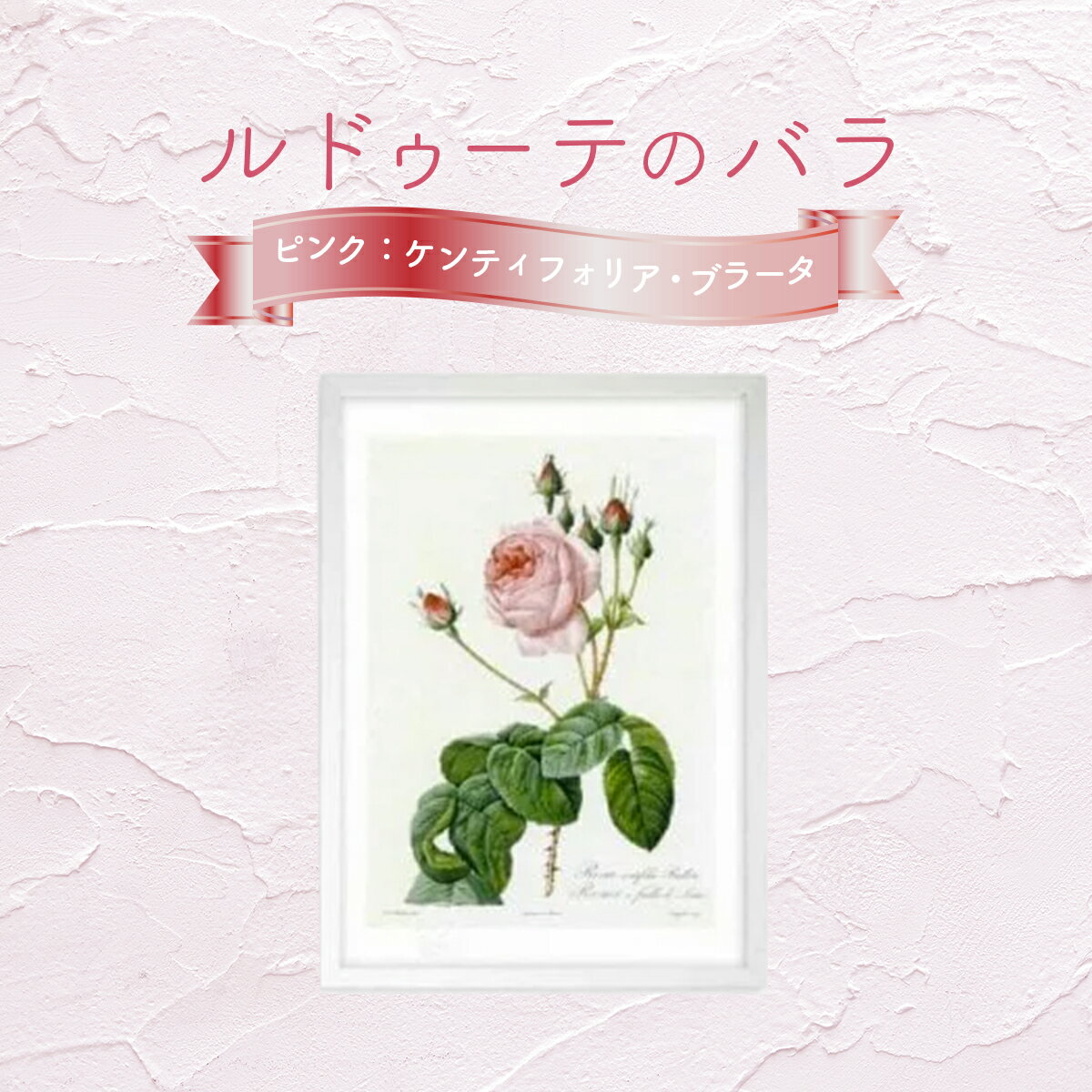 【ふるさと納税】【ジクレー版画】ルドゥーテのバラ（ピンク：ケンティフォリア・ブラータ）＜3サイズから選択＞　【11246-0087・329・330】