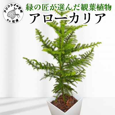 緑の匠が選んだ観葉植物　素敵な空間づくりに　アローカリア【配送不可地域：離島】【1297023】