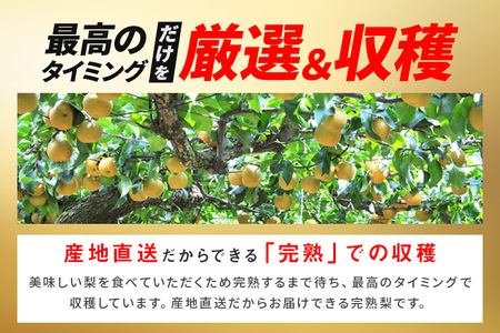 【先行販売/8月中旬から発送】 幸水 梨 ちょっとだけ訳あり 5kg箱 10～16個入 (アカツファーム)  ナシ なし 幸水梨 箱 訳あり 訳アリ 産地 茨城  笠間  完熟 甘い 秋 旬 果物 フ