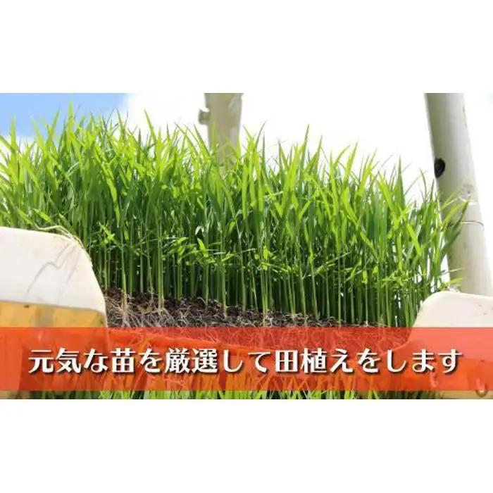 【令和7年】南魚沼産コシヒカリ　富三郎　農薬8割減の特別栽培米　肥沃な大地と八海山の雪解け水が育んだ厳選米　無洗米５ｋｇ　|  特別栽培米