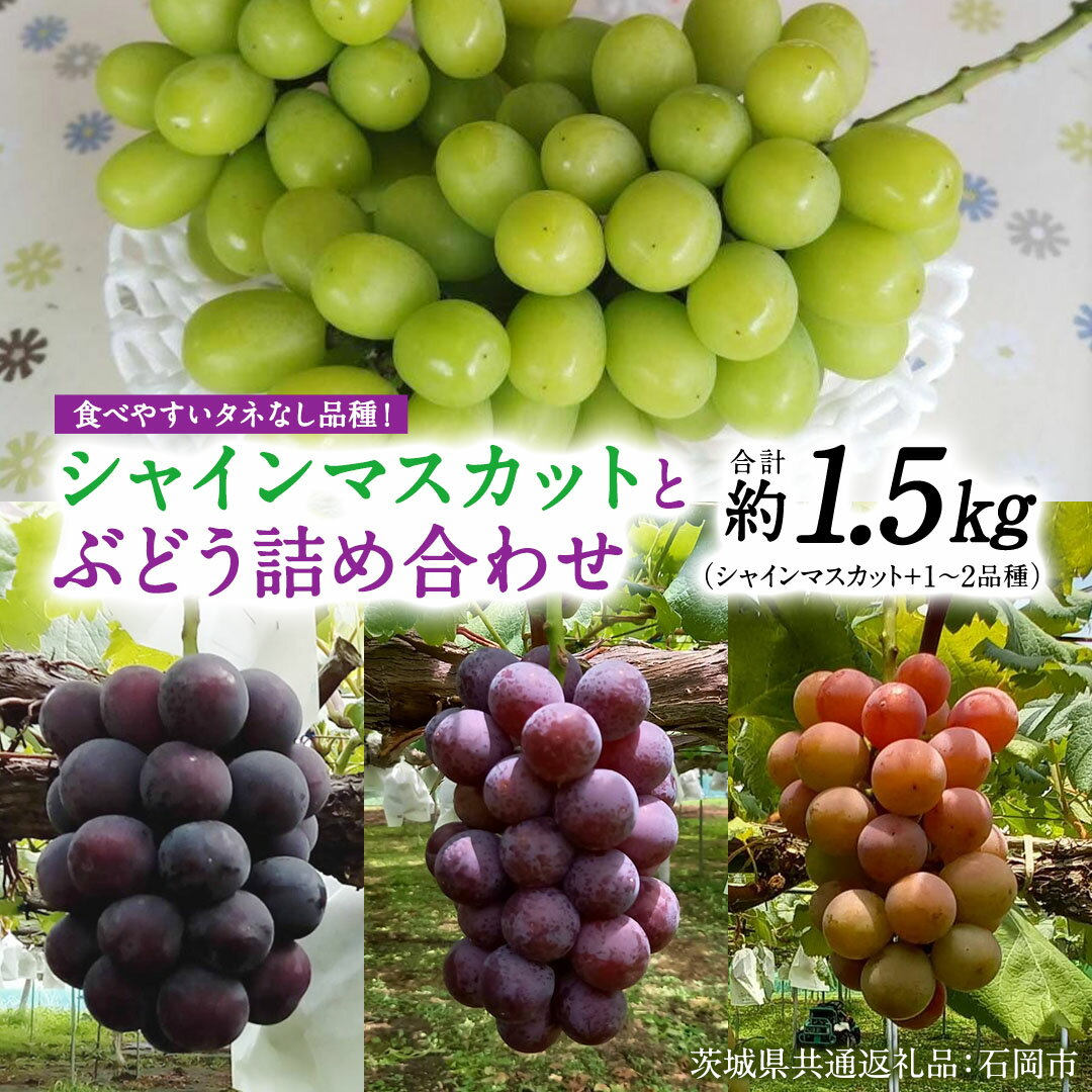 【ふるさと納税】「 シャインマスカット 」と旬の「 種なしぶどう 」 詰め合わせ 約 1.5kg 【茨城県共通返礼品/石岡市】 葡萄 ブドウ 種無し