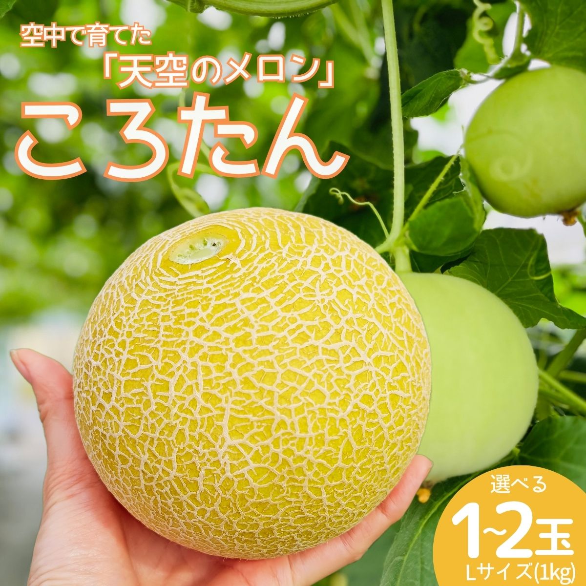 【ふるさと納税】美土里農園の高糖度メロン ころたん 1玉（1kg）｜メロン ころたん めろん コロタン フルーツ 果物 ギフト 贈り物 食べきりサイズ 美土里農園 栃木県 茂木町