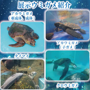 日和佐うみがめ博物館カレッタ 入館券 大人2名分 ドリームチーム