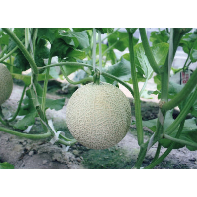 木曽岬産マスクメロン　2玉(1玉1.5kg以上)　令和7年7月5日から発送