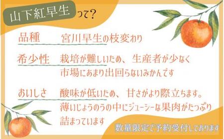 【和歌山県産】秀品 「紅娘」 温州 みかん  山下紅早生 1kg 「お試しに♪」 【S~2Lサイズおまかせ】【2026年11月中旬～2026年12月中旬までに順次発送】＜味好農園＞ /温州みかん みか