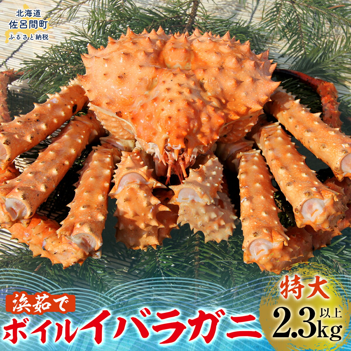 【ふるさと納税】イバラガニ 特大2.3キロ以上 【 ふるさと納税 人気 おすすめ ランキング 魚介類 イバラガニ かに カニ 蟹 いばらがに 茨蟹 特大 大きい ジャンボ ビッグ 北海道 佐呂間町 送料無料 】 SRMN027