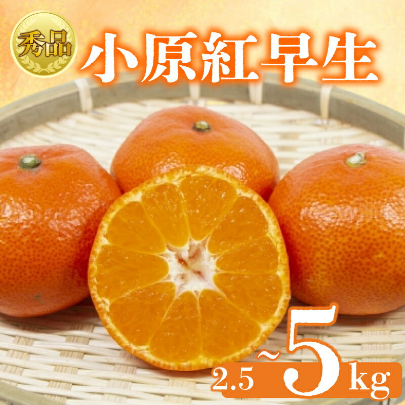 【ふるさと納税】 【2026年1月初旬より順次発送】【秀品】小原紅早生 約2.5kgから5kg みかん 甘い ミカン 蜜柑 フルーツ 果物 くだもの 柑橘 柑橘類 デザート ジュース ゼリー 旬 産地直送 冬の味覚 旬の果物 旬のフルーツ