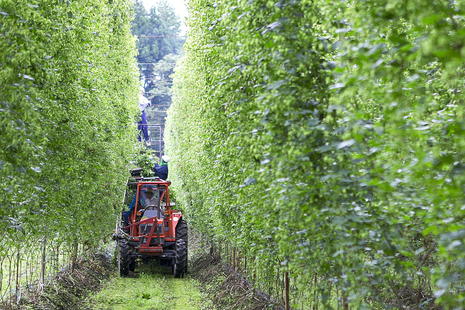 キリン 一番搾り とれたてホップ 生ビール 350ml × 24本 10ケース 【 先行予約 2025年11月4日より順次発送 】  ＜ 遠野産ホップ 使用 ＞ 限定 ビール お酒 BBQ 宅飲み 家