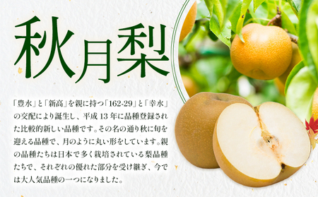 梨 秀品 秋月梨 約1.8kg（4～7玉） 日本フルーツ《8月下旬-9月末頃出荷》熊本県 長洲町 なし 梨 果物 フルーツ デザート ギフト ご贈答
