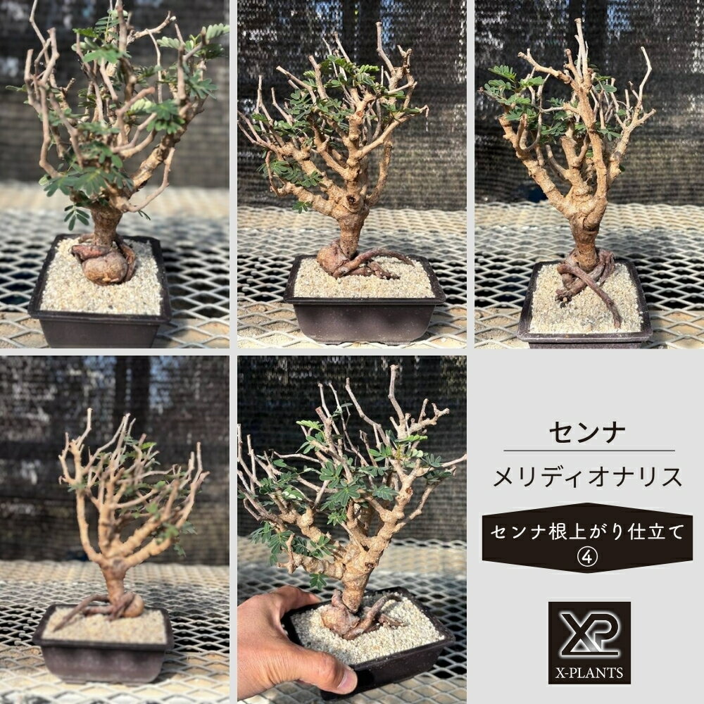 【ふるさと納税】センナ メリディオナリス ［センナ根上がり仕立て_4］ X-PLANTS 珍奇植物 ビザールプランツ 塊根植物
