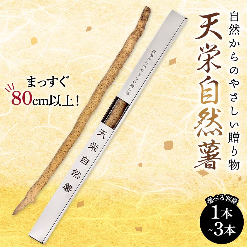 【ふるさと納税】＼選べる容量／自然からのやさしい贈り物 天栄自然薯1本 2本 3本 贈答用にも 山芋 芋 イモ 根菜 福島県 天栄村 F21T-461var