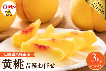 【2026年産先行予約】　採れたて黄桃(品種お任せ) 約3kg (7～12玉)晴天畑提供 山形県 東根市 hi026-057（もも 桃 黄桃 フルーツ 果物 くだもの 産地直送 期間限定 特産品 お取り寄せ グルメ 旬 東北 山形県 東根市 送料無料 ふるさと納税）