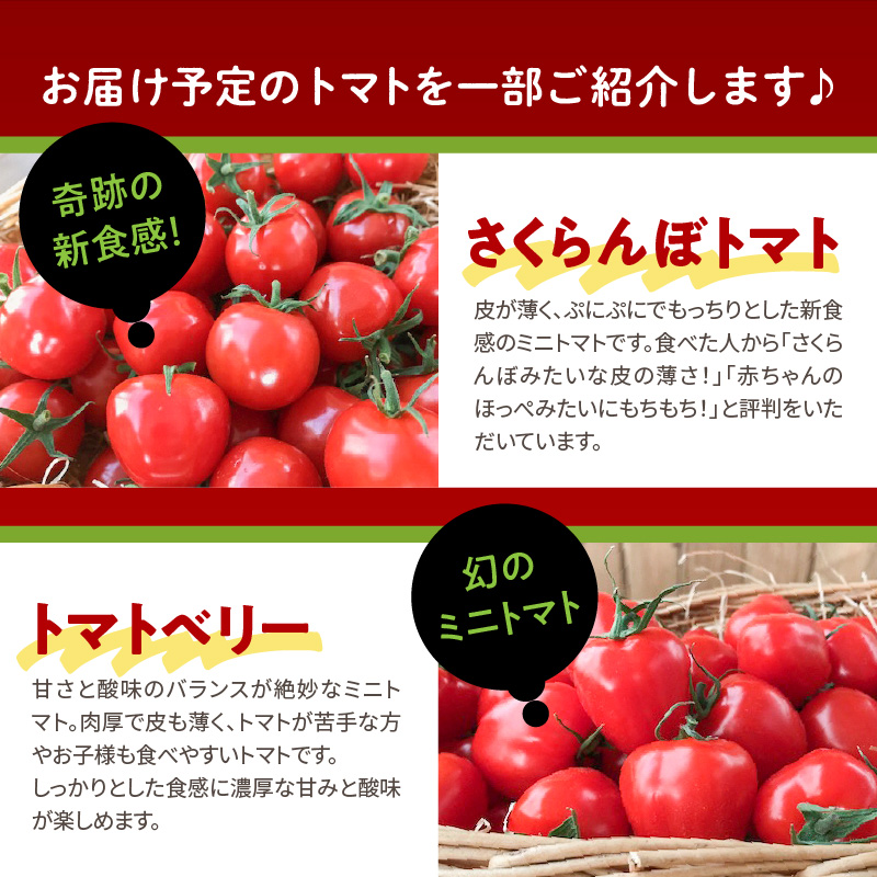 【個数限定 先行受付】シーズンスタート11月から楽しめるトマト8か月定期便 野菜ソムリエサミット 金賞 受賞 長田農園 産地直送 カラフル トマト とまと 野菜 やさい フルーツ サラダ 濃厚 甘い 